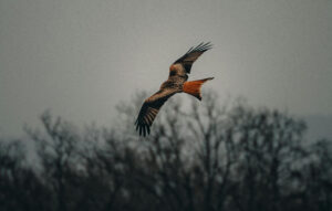 Rotmilan in der Luft