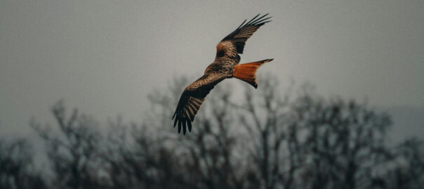 Rotmilan in der Luft